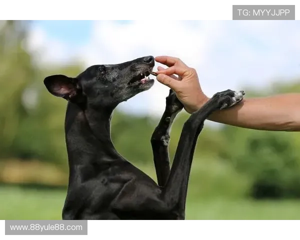 澳门卫视独家直播赛狗盛况精彩不容错过 澳门卫视独家直播赛狗盛况精彩不容错过